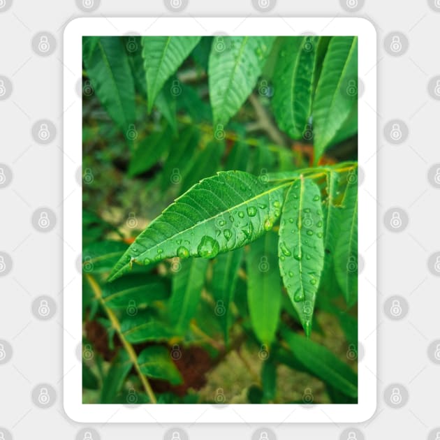 Water drops on leaves in morning Sticker by Anastasia-03